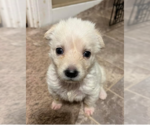 Small Photo #5 German Shepherd Dog-Huskies  Mix Puppy For Sale in OKLAHOMA CITY, OK, USA