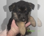 Puppy Green German Shepherd Dog
