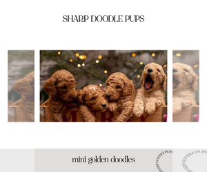 Goldendoodle-Poodle (Standard) Mix Puppy for sale in MARYVILLE, TN, USA