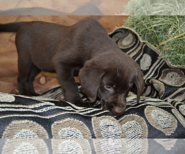 Medium Photo #4 Labrador Retriever Puppy For Sale in GREENWOOD, WI, USA