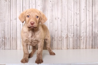 Chesapeake Bay Retriever Puppy for sale in MOUNT VERNON, OH, USA