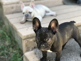 Mother of the French Bulldog puppies born on 01/18/2019