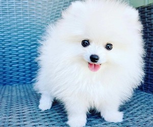 Pomeranian Puppy for sale in BROOKLYN, NY, USA