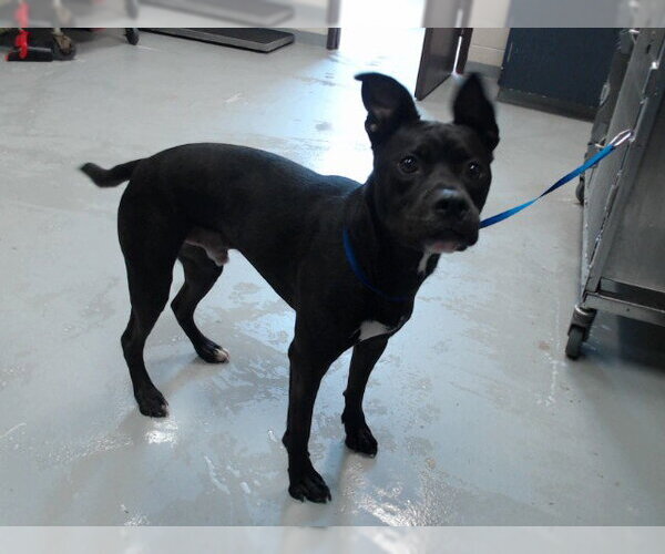 Medium Photo #1 Mutt Puppy For Sale in Fayetteville, NC, USA