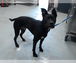 Mutt Dogs for adoption in Fayetteville, NC, USA