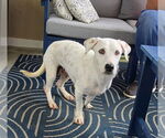 Small #5 Retriever  Mix