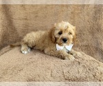 Small #1 Cavapoo (Miniature)