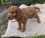 Small Photo #96 Irish Doodle Puppy For Sale in GOSHEN, IN, USA