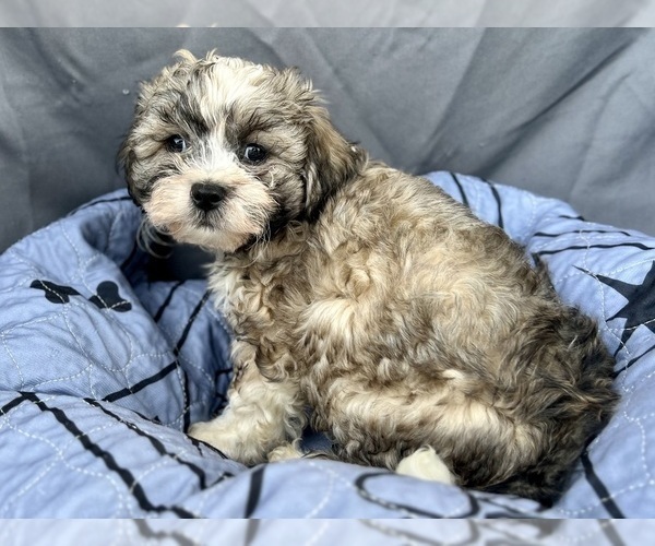 Medium Photo #1 Zuchon Puppy For Sale in RENO, NV, USA