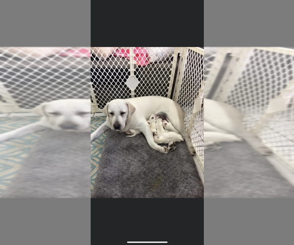 Medium Photo #1 Labrador Retriever Puppy For Sale in homestead, FL, USA
