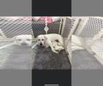 Small Photo #1 Labrador Retriever Puppy For Sale in homestead, FL, USA