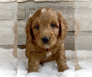 Goldendoodle (Miniature) Puppy for Sale in RANDOLPH, Wisconsin USA