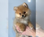 Small Photo #11 Pomeranian Puppy For Sale in DOWNING, MO, USA