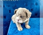 Small Photo #34 English Bulldog Puppy For Sale in MIAMI BEACH, FL, USA