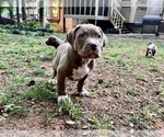 Small Photo #11 American Bully Puppy For Sale in SNELLVILLE, GA, USA