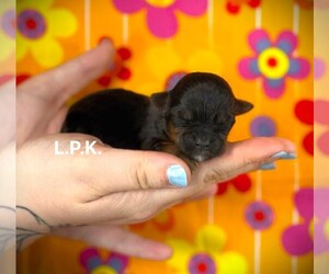 Yorkshire Terrier Puppy for sale in WINNSBORO, LA, USA