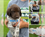 Puppy Puppy 7 German Shorthaired Pointer