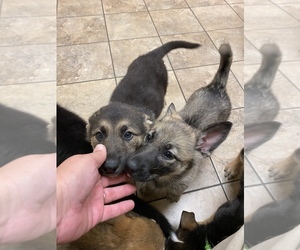 German Shepherd Dog Puppy for sale in PROVDENCE FRG, VA, USA