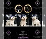 Small Photo #108 Poodle (Toy) Puppy For Sale in WARSAW, IN, USA