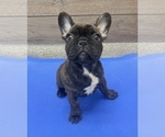 Puppy 1 French Bulldog