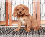 Small #2 Cavapoo