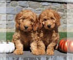 Small Photo #5 Goldendoodle-Poodle (Miniature) Mix Puppy For Sale in EPHRATA, PA, USA