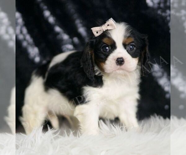 Medium Photo #4 Cavalier King Charles Spaniel Puppy For Sale in WARSAW, IN, USA