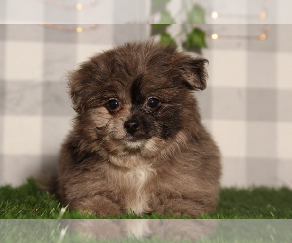 Medium Photo #4 Pom-A-Poo Puppy For Sale in MARIETTA, GA, USA