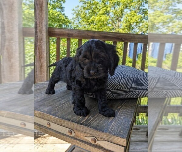 Medium Photo #16 Cock-A-Poo Puppy For Sale in SALEM, MO, USA