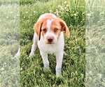 Small Photo #7 Brittany Puppy For Sale in CONDON, MT, USA