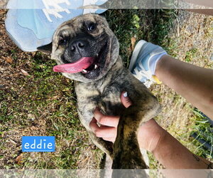 American French Bull Terrier Dogs for adoption in Albemarle, NC, USA