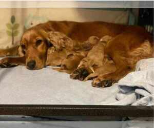 Cocker Spaniel Dogs for adoption in LOS ANGELES, CA, USA