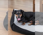 Small #1 Dachshund Mix