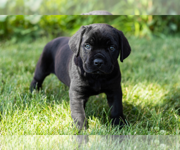 Medium Photo #17 Cane Corso Puppy For Sale in WAKARUSA, IN, USA