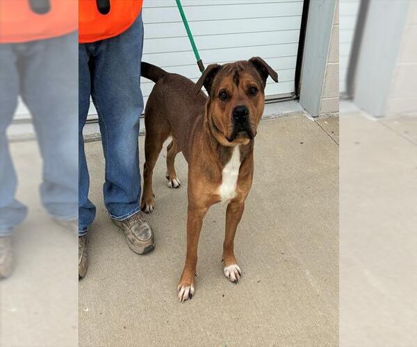 Medium Photo #1 Boxer-Unknown Mix Puppy For Sale in Louisville, KY, USA