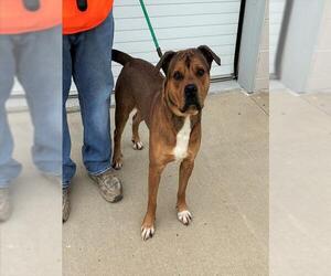 Boxer-Unknown Mix Dogs for adoption in Louisville, KY, USA