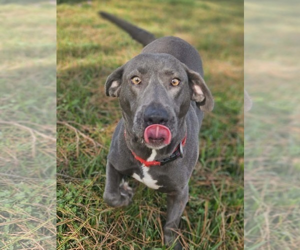 Medium Photo #6 Basschshund Puppy For Sale in Wakefield, RI, USA