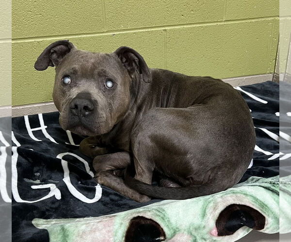 Medium Photo #6 American Pit Bull Terrier Puppy For Sale in St. Cloud, MN, USA