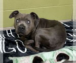 Small #5 American Pit Bull Terrier
