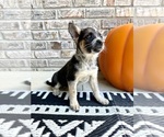 Small #4 Australian Cattle Dog-Border Collie Mix