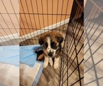 Small Photo #4 Australian Shepherd-Saint Bernard Mix Puppy For Sale in ANTONIA, MO, USA