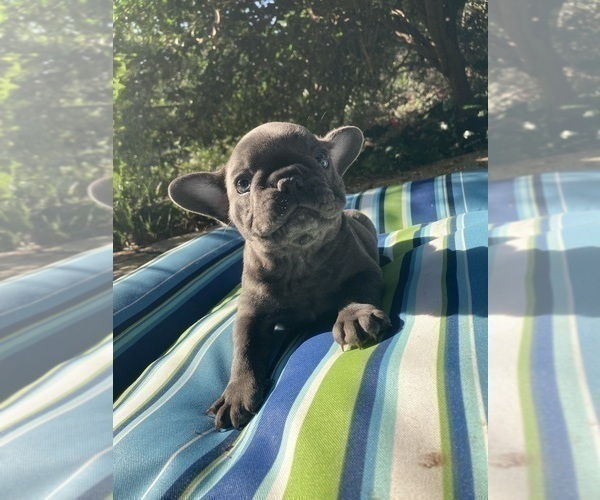 Medium Photo #5 French Bulldog Puppy For Sale in CITY INDUSTRY, CA, USA