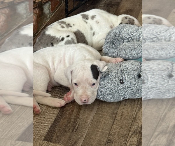 Medium Photo #15 Great Dane Puppy For Sale in PITTSBURG, CA, USA