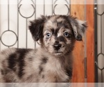 Small Photo #7 Aussiedoodle Toy Puppy For Sale in NAPLES, FL, USA
