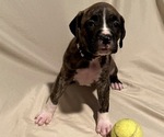 Puppy 5 Boxer-Bullmastiff Mix