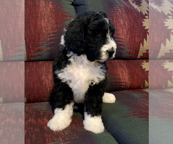 Medium Photo #4 Bernedoodle Puppy For Sale in REBERSBURG, PA, USA