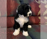 Small Photo #4 Bernedoodle Puppy For Sale in REBERSBURG, PA, USA