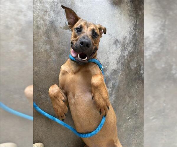 Medium Photo #1 Black Mouth Cur-Unknown Mix Puppy For Sale in Sugar Land, TX, USA
