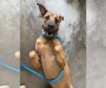 Small Black Mouth Cur Mix