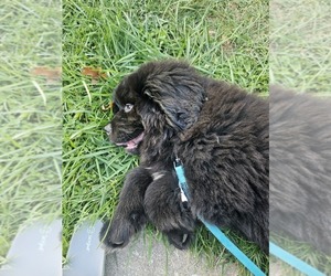 Newfoundland Puppy for sale in MARYLAND HEIGHTS, MO, USA